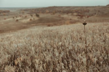Parlak ve sıcak manzaralar Güz. Tepeler, alanları ve ağaçlar, Kuru ot ve parlak yaprakları