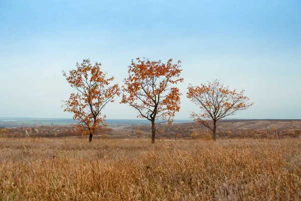 Φωτεινό Και Ζεστό Τοπία Φθινόπωρο Λόφους Πεδία Και Δέντρα Ξερά — Φωτογραφία Αρχείου