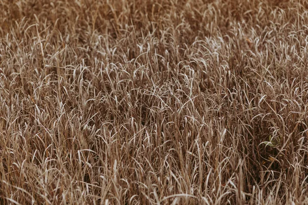 Texture Ground Dry Grass Leaves Beautiful Natural Background — Stock Photo, Image