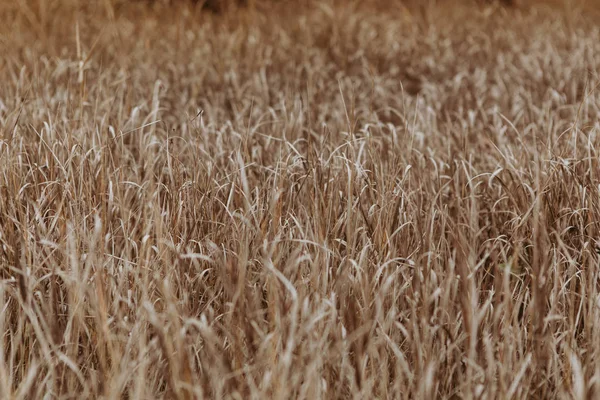 Zemin, Kuru ot ve yaprak dokusu. Güzel doğal arka plan