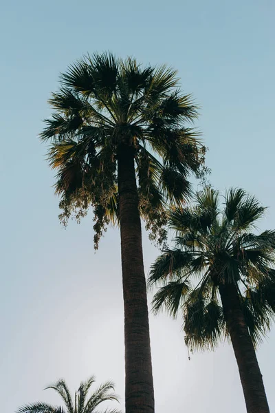 Beautiful green palm trees in the city against the sky