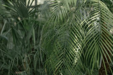 Serada farklı yeşil bitkiler