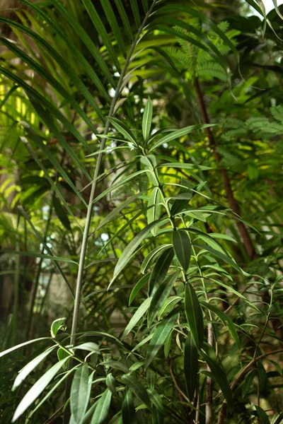 Plantas Verdes Diferentes Estufa — Fotografia de Stock