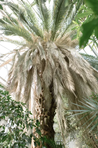 温室中不同的绿色植物 — 图库照片