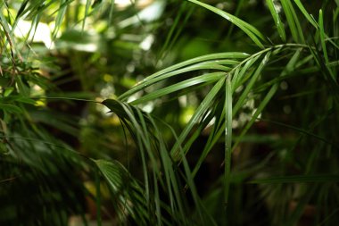 Serada farklı yeşil bitkiler