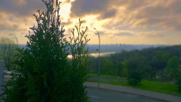 Kentsel Yeşil Alan Park Beyaz Sedir Yakın Çekim Sunrise Bitti — Stok video