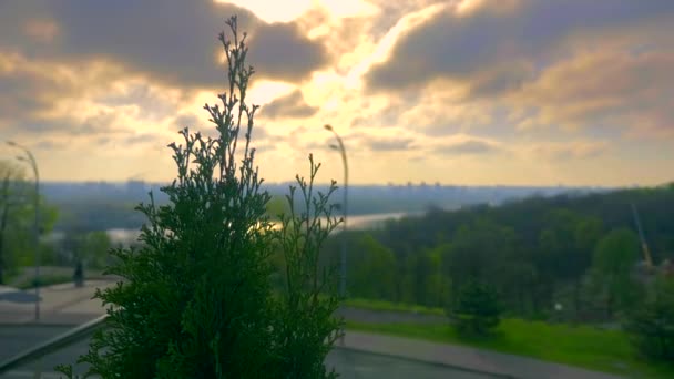 Kentsel Yeşil Alan Park Beyaz Sedir Yakın Çekim Sunrise Bitti — Stok video
