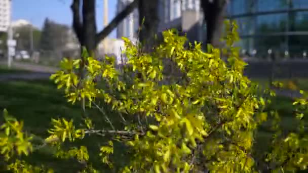 黄色植物在城市绿地城市公园街道交通车辆大厦 汽车在路上行驶 阳光明媚的春日蓝天白云 娱乐区 — 图库视频影像
