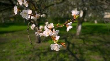 Makro yakın çekim ağacı çiçeği beyaz çiçekler. Şehir Parkı kentsel yeşil alan bahar yeşil çim. Gökyüzü parlak gün Blues