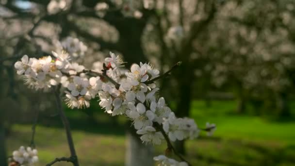 Makro Nahaufnahme Baumblüten Weiße Blüten Frühlingshaftes Grünes Gras Stadtpark Heller — Stockvideo