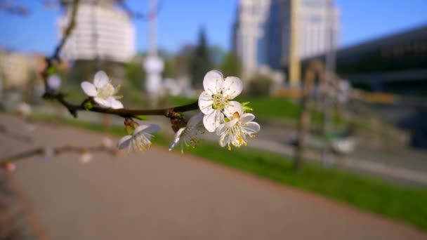 Macro Close Tree Blossom White Flowers Spring Green Grass City — Stock Video