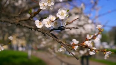 Bahar zamanı. Ağaç çiçeği beyaz yeşil çimen çiçekler. Şehir Parkı kentsel yeşil alan. Gökyüzü parlak gün Blues