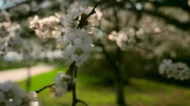 Güneş beyaz çiçekler dallar üzerinden. Bahar mevsimi. Gündüz vakti güneş asma ile doğal arka plan ama dalları ağacı çiçeği