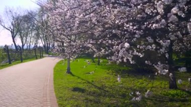Şehir Parkı yolunda yürüyorduk. Bahar ağaçlar çiçek beyaz çiçekler. Karayolu trafik araç binalar. Araba yolda hareket. Güneşli bahar gün mavi gökyüzü beyaz bulutlar. Rekreasyon alanı