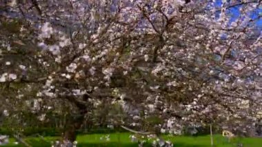 Şehir Parkı yolunda yürüyorduk. Bahar ağaçlar çiçek beyaz çiçekler. Karayolu trafik araç binalar. Araba yolda hareket. Güneşli bahar gün mavi gökyüzü beyaz bulutlar. Rekreasyon alanı
