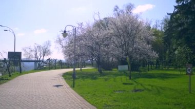 Şehir Parkı yolunda yürüyorduk. Bahar ağaçlar çiçek beyaz çiçekler. Karayolu trafik araç binalar. Araba yolda hareket. Güneşli bahar gün mavi gökyüzü beyaz bulutlar. Rekreasyon alanı