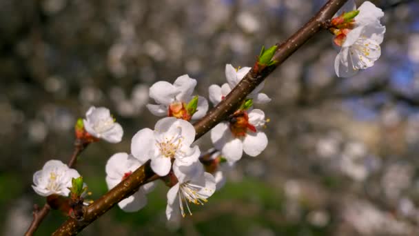 春の時間です 木の花白い花緑の草の 都市公園緑地 明るい日ブルース空 — ストック動画