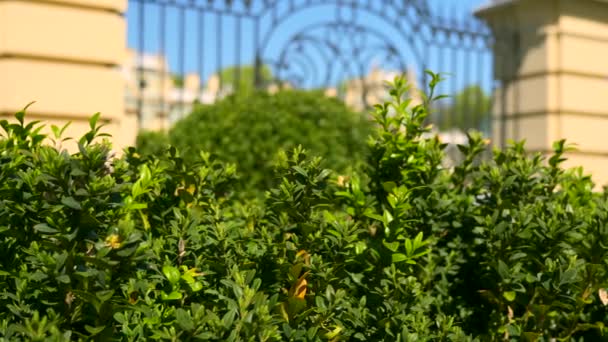 Boxwood Buxus Bush Leaves Urban Green Space Vintage Baroque Palace — Stock Video