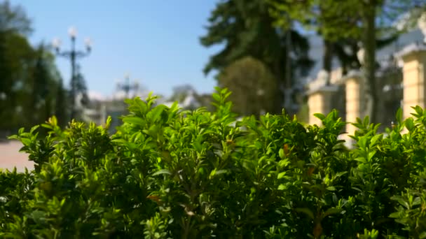 Boxwood Buxus Bush Leaves Urban Green Space Vintage Palazzo Barocco — Video Stock