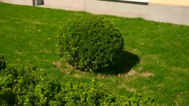 Buxbom Buxus Bush Lämnar Urbana Grönområden Grönt Gräs Gräsmatta — Stockvideo