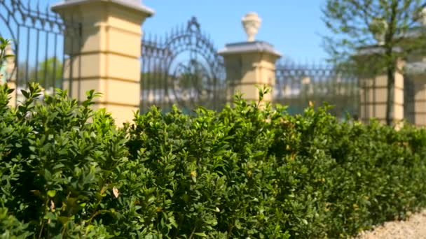 Boxwood Buxus Bush Espacio Verde Urbano Vintage Palacio Barroco Rodeado — Vídeos de Stock