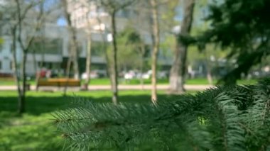  Parkta köknar ağacı. Şehir hayatı araba araç trafik insanlar yayalar binalar. Bahar zamanı. Açık mavi gökyüzü. Kentsel yeşil alan. Kiev Ukrayna 20 Nisan 2018