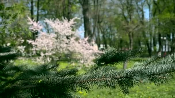 Ялина Парку Біле Цвітіння Дерев Весняний Час Ясне Блакитне Небо — стокове відео