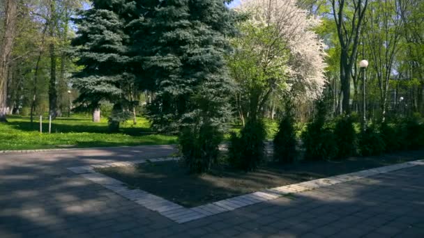 公园里的冷杉树 白色的花树 春季时间 晴朗的蓝天 城市绿地 基辅乌克兰2018年4月20日 — 图库视频影像