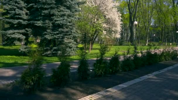 Fir Tree Het Park Witte Bloesem Bomen Spring Time Heldere — Stockvideo