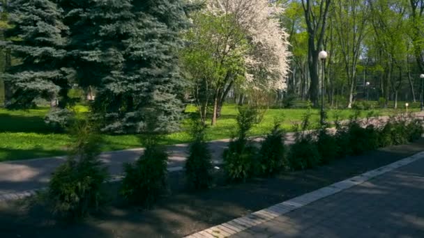 Tanne Park Weiße Blütenbäume Frühlingszeit Strahlend Blauer Himmel Städtische Grünflächen — Stockvideo