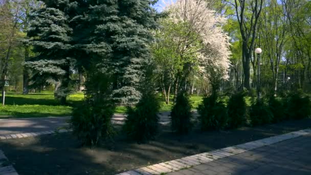 Albero Abete Nel Parco Alberi Fiori Bianchi Primavera Cielo Blu — Video Stock