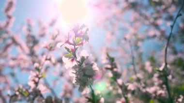 Güneş beyaz çiçek çiçekler dallar üzerinden. Bahar mevsimi. Gündüz vakti güneş asma dalları ile ile ağaç çiçeği doğal arka plan