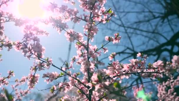 Sonnenschein Durch Weiße Blütenblüten Ästen Frühlingszeit Baumblüte Natürlicher Hintergrund Helllichten — Stockvideo