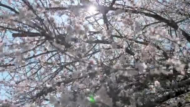 Sonnenschein Durch Weiße Blütenblüten Ästen Frühlingszeit Baumblüte Natürlicher Hintergrund Helllichten — Stockvideo