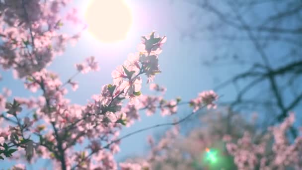 Sol Través Flores Flor Blanca Ramas Temporada Primavera Fondo Natural — Vídeo de stock