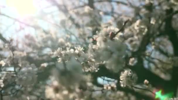 Sonnenschein Durch Weiße Blütenblüten Ästen Frühlingszeit Baumblüte Natürlicher Hintergrund Helllichten — Stockvideo