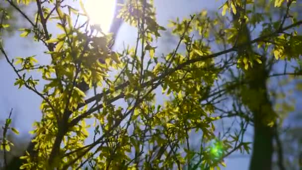 Słońce Pośrednictwem Oddziałów Liści Żółty Roślin Urban Green City Park — Wideo stockowe