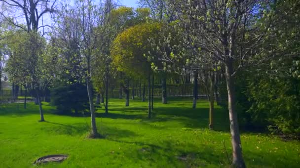 Baumblüte Weiße Blüten Grünes Gras Stadtpark Urbane Grünfläche Frühling Heller — Stockvideo