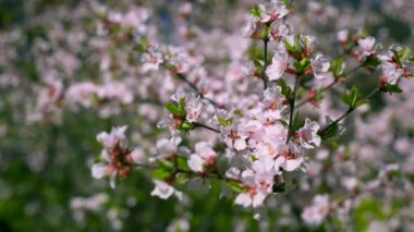 Beyaz çiçek ağacında Şehir Parkı. Yakın çekim makro beyaz çiçek dallarda. Bahar parlak güneşli mavi gökyüzü