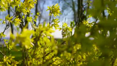 Kentsel yeşil alan şehir Park Street cam Building.Sunny bahar gün mavi gökyüzü beyaz bulutlar sarı fabrikasında. Rekreasyon alanı