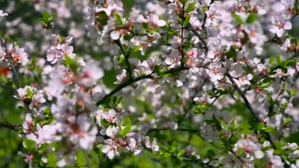 都市公園における白い花の木 クローズ アップ マクロ白い花の枝に 春の明るい晴れた青い空 — ストック動画