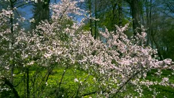 都市公園における白い花の木 クローズ アップ マクロ白い花の枝に 春の明るい晴れた青い空 — ストック動画