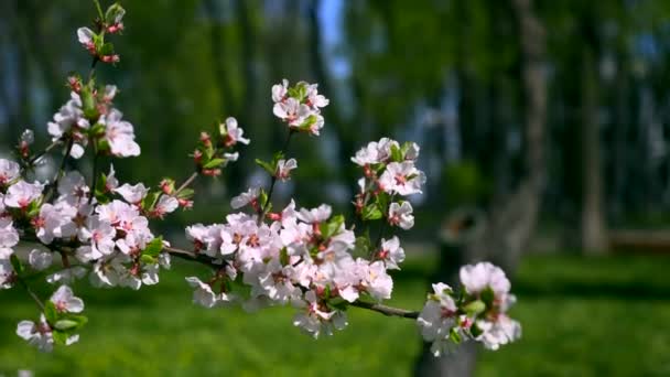 Vit Blomma Träd Stadsparken Närbild Makro Vita Blommor Grenar Vår — Stockvideo
