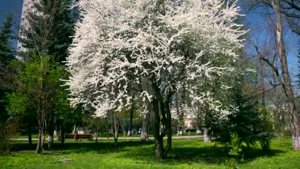 White Blossom Tree City Park Véhicules Circulation Bâtiments Voitures Mouvement — Video