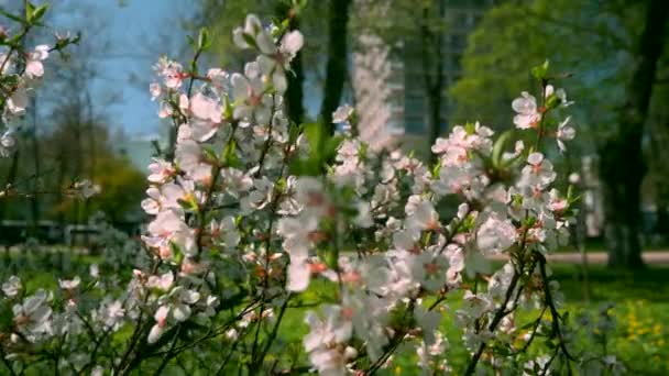 Árbol Flor Blanca Parque Ciudad Vehículos Tráfico Edificios Coches Moviéndose — Vídeo de stock