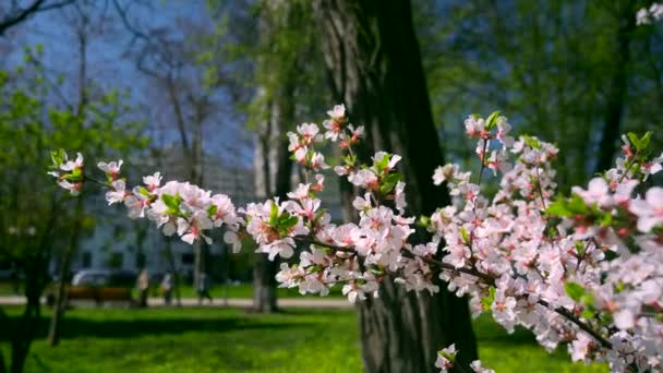 Дерево Біле Цвітіння Міському Парку Руху Транспортних Засобів Будівель Автомобілів — стокове відео