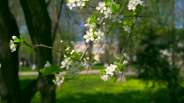 Árbol Flor Blanca Parque Ciudad Flores Blancas Ramas Primavera Soleado — Vídeo de stock