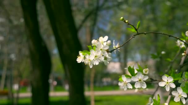 Bílý květ strom v městském parku. Bílé květy na větvích. Jarní Slunečné jasný den Blue Sky