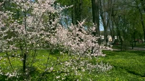 Witte Bloesem Boom Stadspark Witte Bloemen Takken Zonnige Lente Helder — Stockvideo