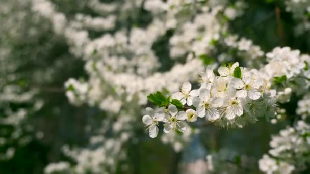 Weißer Blütenbaum Stadtpark Weiße Blüten Auf Ästen Frühling Sonnig Heller — Stockvideo